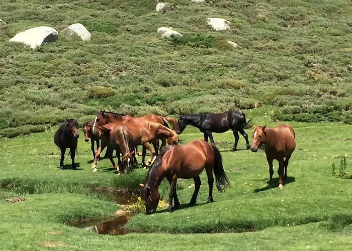 Bed & Breakfast D'hotes Cardellini Aullene