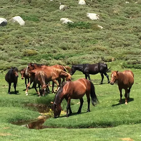 Bed & Breakfast Chambres D'hotes Cardellini Aullene